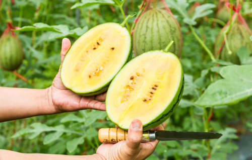 彩虹西瓜等新品种在三亚那首村成功试种